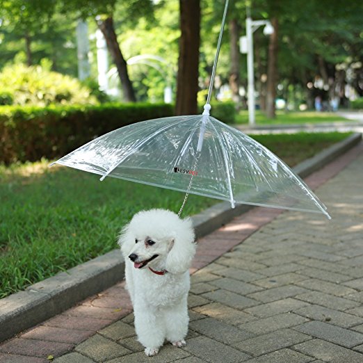 Dog Umbrella