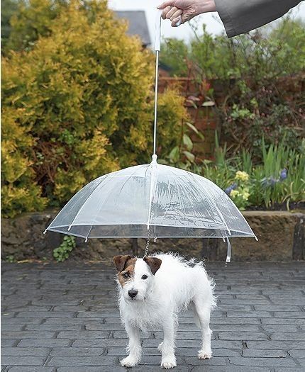 Dog Umbrella